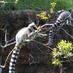 Lemurs